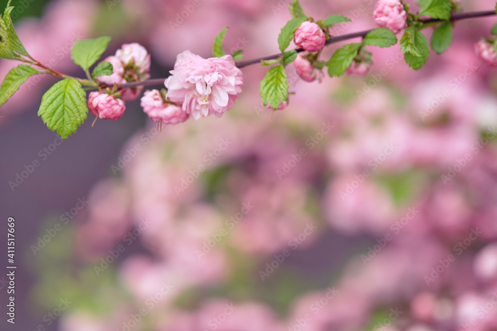 Flowering almond. Branch with pink flowers. Springtime Flowering almond. Branch with pink flowers. Springtime