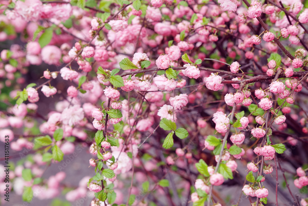 Flowering almond. Branches with pink flowers. Springtime Flowering almond. Branches with pink flowers. Springtime