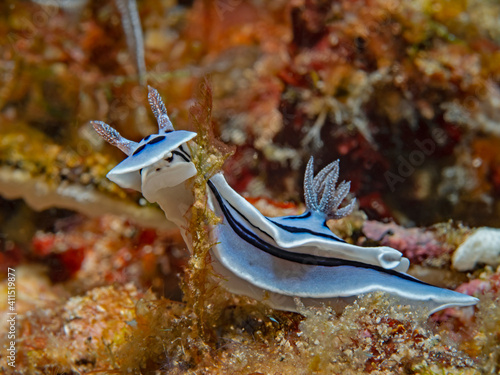 Willan`s Chromodoris, Sternschnecke (Chromodoris willani) photo