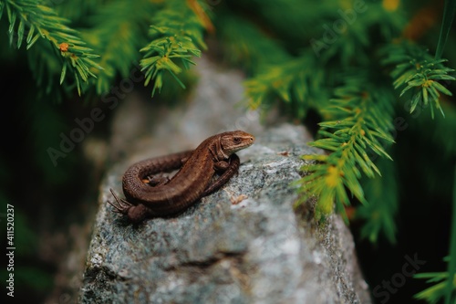 A small brown lizard sits on a stone in the bushes. Reptile poses for macro photography in the forest.