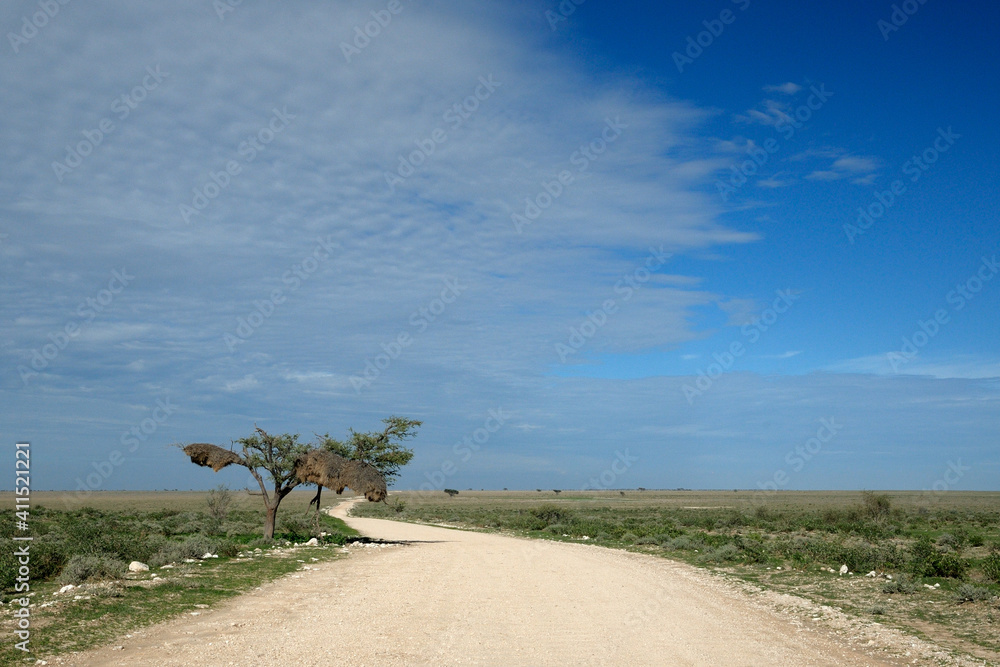 Social weaver nest next to a road in Etosha National Park Social weaver nest next to a road in Etosha National Park