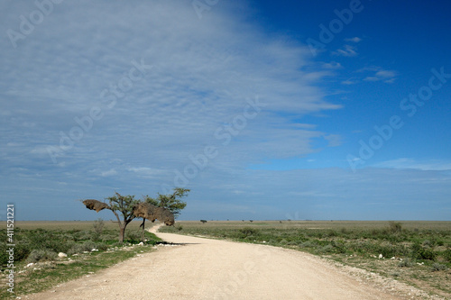 Social weaver nest next to a road in Etosha National Park
