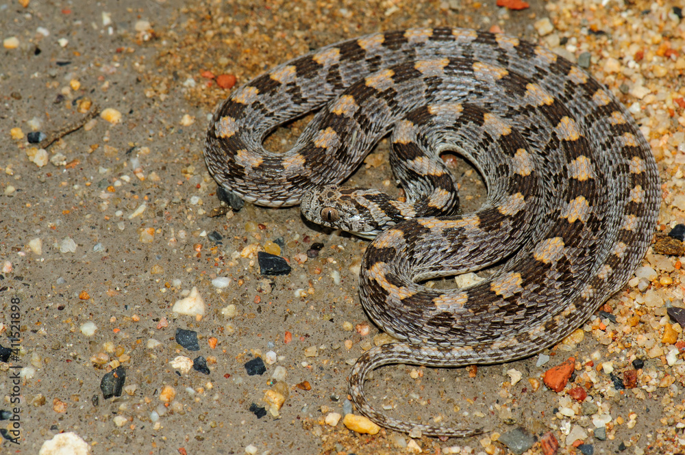Fototapeta premium Rhombic egg-eater in defensive position