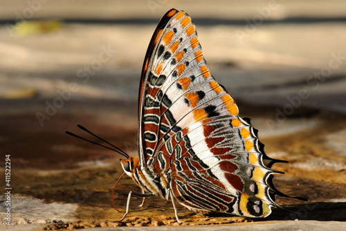 Foxy emperor or chraraxes