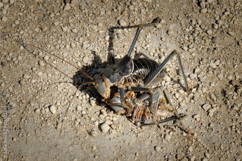 Armoured ground crickets