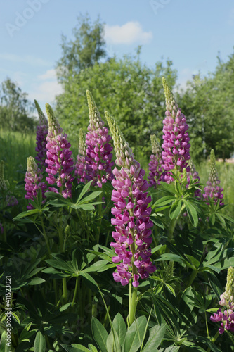 wild lilac lupines in the meadow