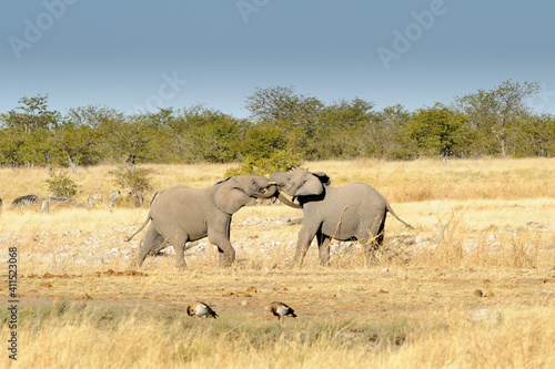 Elephants play fighting