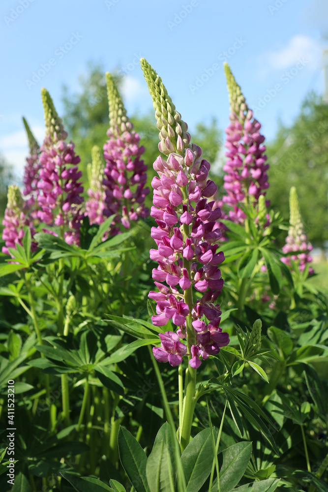 wild lilac lupines in the meadow wild lilac lupines in the meadow