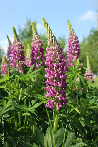 wild lilac lupines in the meadow