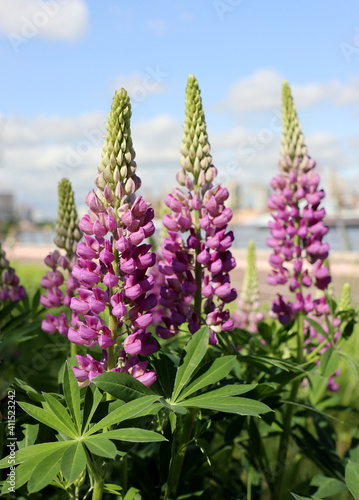 wild lilac lupines in the meadow