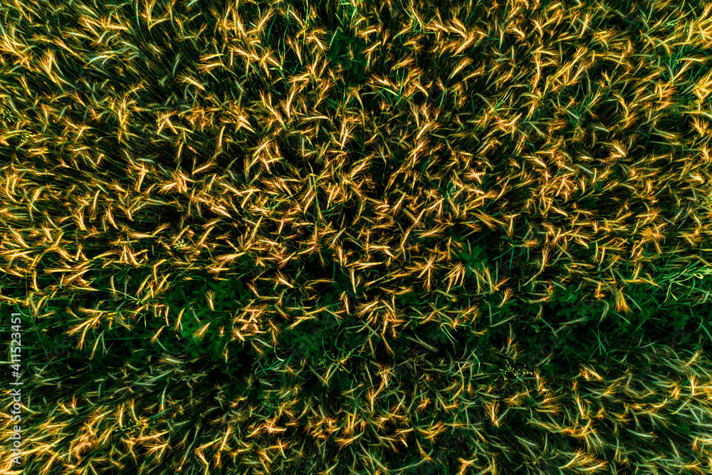 The cultivated plant is wheat, grown in a private field in the village, shot close-up, flying over a field of grown cereals. The cultivated plant is wheat, grown in a private field in the village, shot close-up, flying over a field of grown cereals.