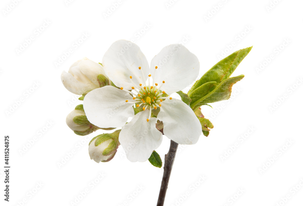 Fototapeta premium cherry blossom isolated