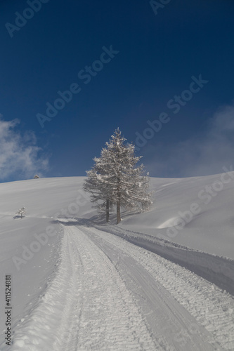 solitary larches on Colle delle Cavalline in Elva, upper Maira Valley, Cottian Alps