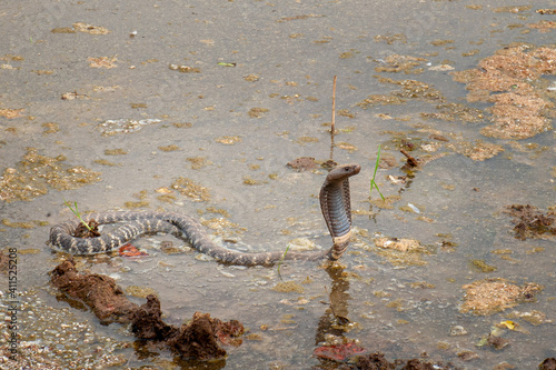 Western barred sptting cobra photo