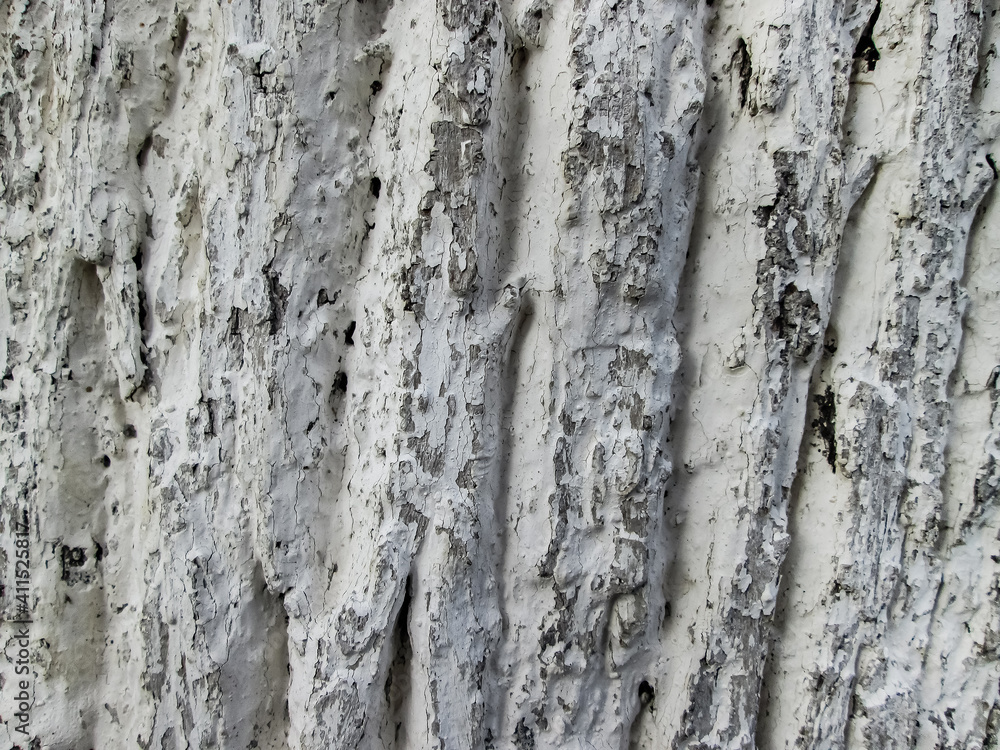Obraz premium Whitewashed tree bark. Wood and paint texture. Eco protection. Natural background with irregularities.