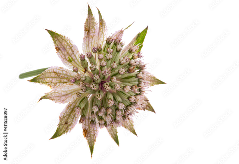 Astrantia isolated Astrantia isolated