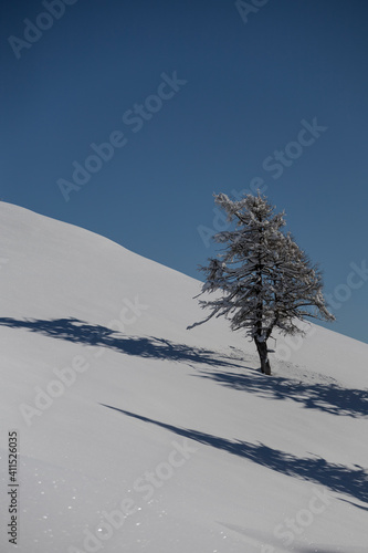 solitary larches on Colle delle Cavalline in Elva, upper Maira Valley, Cottian Alps