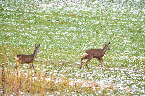 Roe deer female and fawn on field in winter   Capreolus capreolus  . European roe 