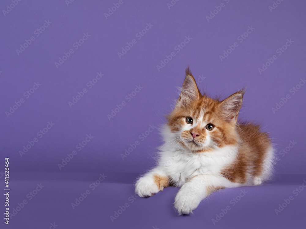 Adorable red with white Maine Coon cat kitten, laying down side ways. Looking towards camera. Isolated on a purple background.