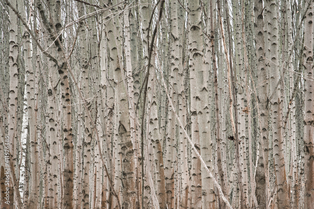 Obraz premium Laubwald im Winter 1