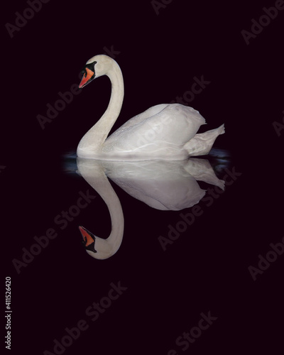 White swan sailing and reflecting in black water.