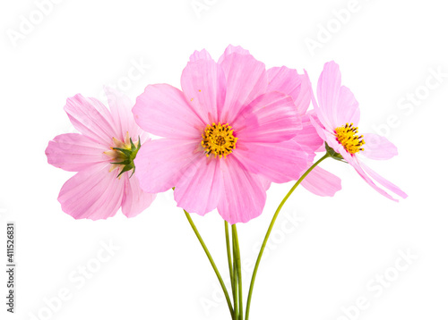 kosmeya flower isolated