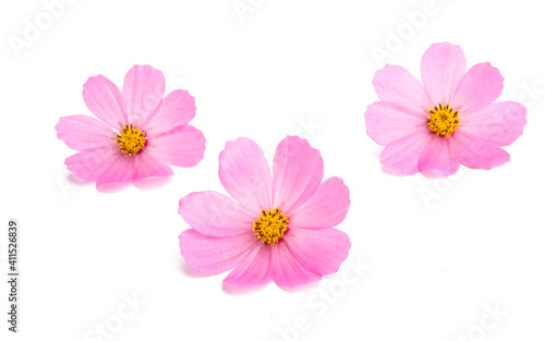 kosmeya flower isolated