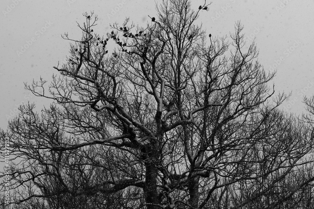 starlings in snowy tree in black and white
