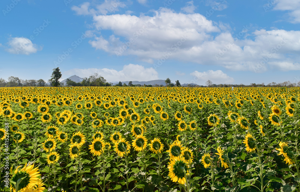.Sunflowers Field Back Side at lop buri. Thailand,