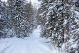 A walk through the winter forest. Beautiful winter landscape.