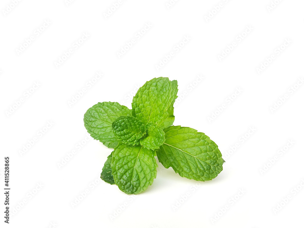 mint isolated on white background mint isolated on white background