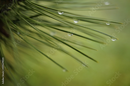 Wet pine branch with green needles in rain drops
