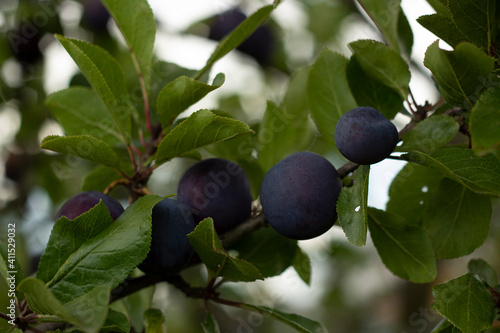 Delicious ripe plums on a branch. Summer fruit harvest.