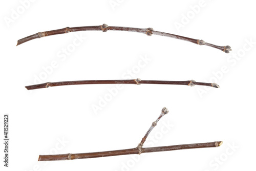 Dry tree twigs branches isolated on white background. pieces of broken wood plank on white background. close-up