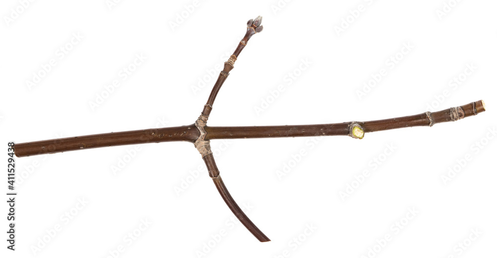 Dry tree twigs branches isolated on white background. pieces of broken wood plank on white background. close-up Dry tree twigs branches isolated on white background. pieces of broken wood plank on white background. close-up
