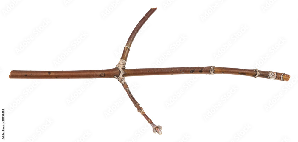 Obraz premium Dry tree twigs branches isolated on white background. pieces of broken wood plank on white background. close-up
