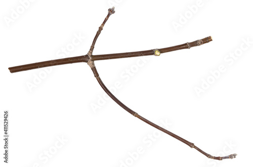 Dry tree twigs branches isolated on white background. pieces of broken wood plank on white background. close-up © Илья Подопригоров