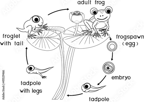 Coloring page with frog life cycle with titles. Sequence of stages of development of frog from egg to adult animal isolated on white background