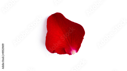 Red rose petal isolated on a white background. Flying petals