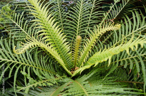 The green leaf of Brazilian Blechnum fern plant