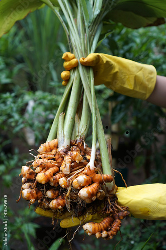 Harvest turmeric in the morning    