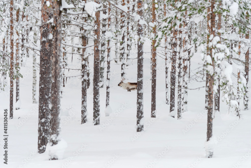 snow covered trees and reindeer snow covered trees and reindeer