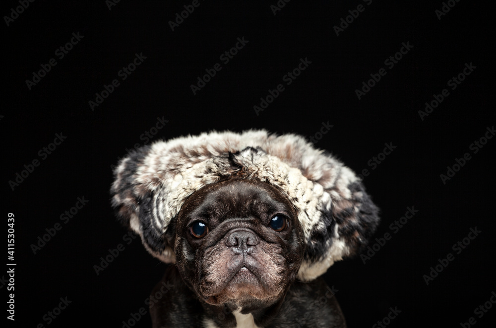image of dog hat dark background 