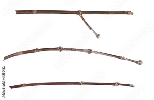 Сollage dry tree twigs branches isolated on white background. pieces of broken wood plank on white background. close-up