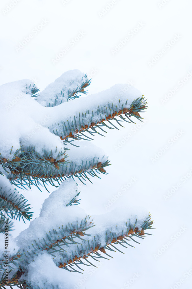 Blue spruce under the snow