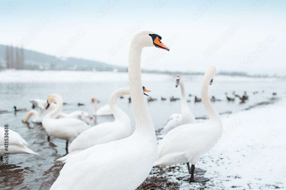 Group of beautiful white swans on riverside in winter day. Group of beautiful white swans on riverside in winter day.