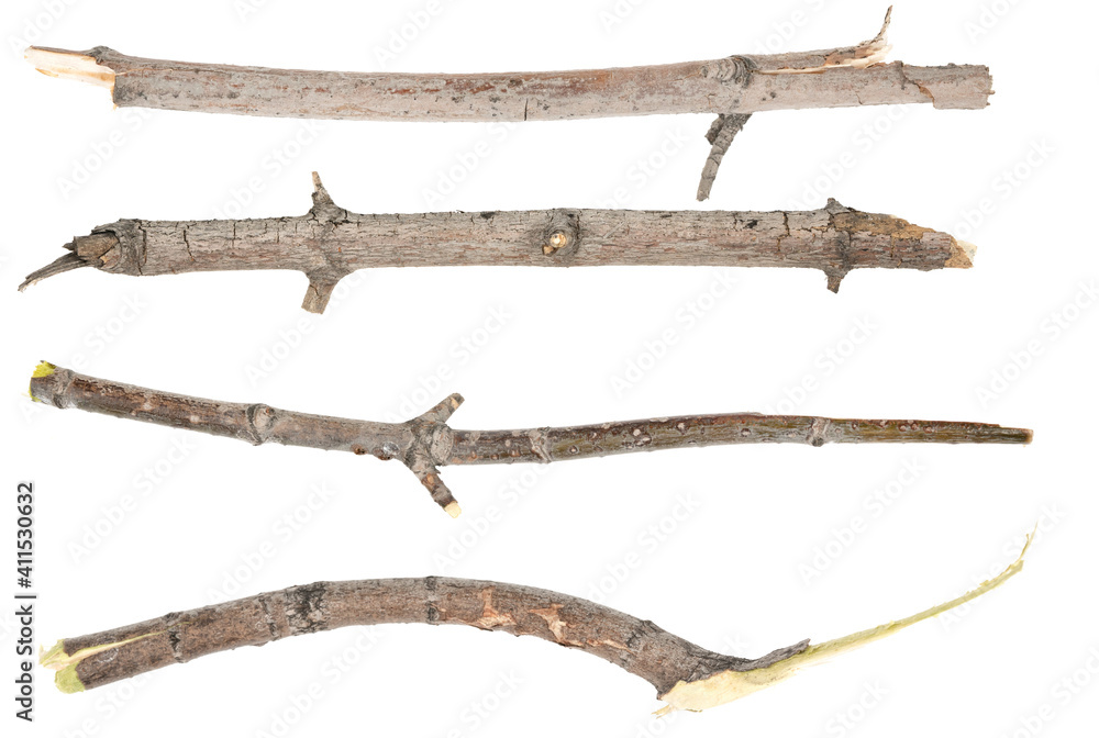 Obraz premium Сollage dry tree twigs branches isolated on white background. pieces of broken wood plank on white background. close-up