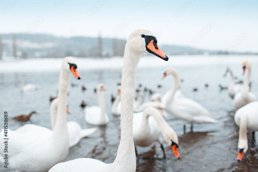Group of beautiful white swans on riverside in winter day. Group of beautiful white swans on riverside in winter day.