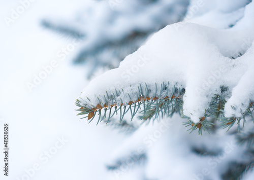 Wallpaper Mural Blue spruce under the snow Torontodigital.ca