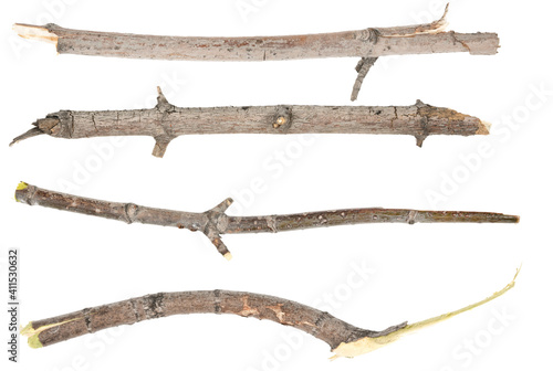 Сollage dry tree twigs branches isolated on white background. pieces of broken wood plank on white background. close-up